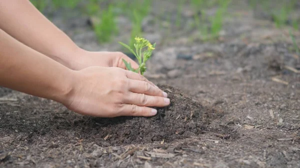 妇女双手帮助种植幼苗 将幼树埋入地里 在花园里晒干土壤 森林环境生态地球日的概念 — 图库照片