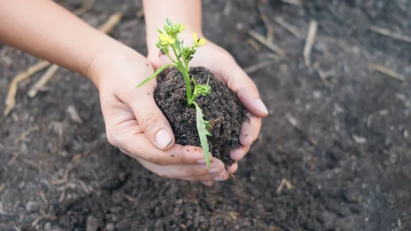 Frau Hält Pflanzung Eines Baumes Der Erde Auf Dem Garten — Stockfoto