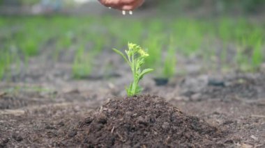 Bahçede tohum eken el sulayan bir kadın. Çiftçi suyu, büyümek için genç bir ağaca elle düşer. Ormancılık ortamları Ekoloji Günü ve Yeni Hayat konsepti