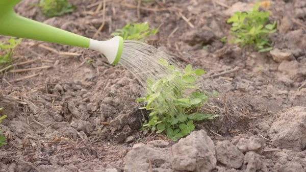 Wachsen Sprossen Lernen Die Von Einem Bewässerungskanto Bewässert Werden Pflanzung — Stockfoto
