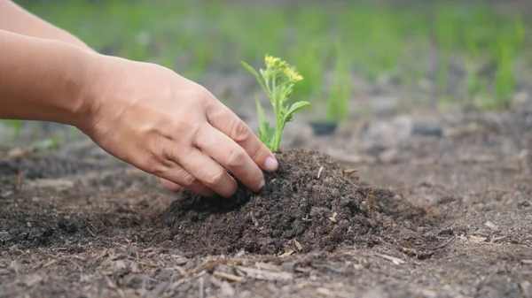 Mulher Duas Mãos Ajudando Plantar Mudas Crescendo Árvore Jovem Chão — Fotografia de Stock