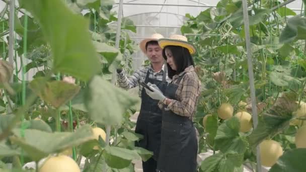 Jóvenes Agricultores Pareja Caminando Comprobando Melón Melón Granja Mujer Hombre — Vídeos de Stock