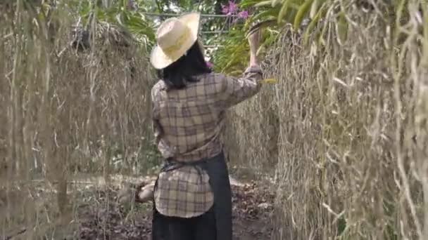 Młodzi Rolnicy Kobieta Spaceru Kontroli Orchidei Gospodarstwa Ogrodniczego Kobieta Sprawdzić — Wideo stockowe