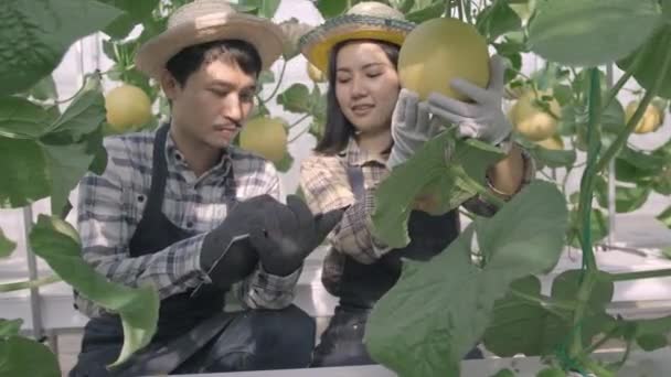 年轻的农民夫妇一起检查他们的瓜果农场 女人和男人一起检查优质瓜果 并在花园温室的纸上记笔记 农业新鲜有机概念 — 图库视频影像