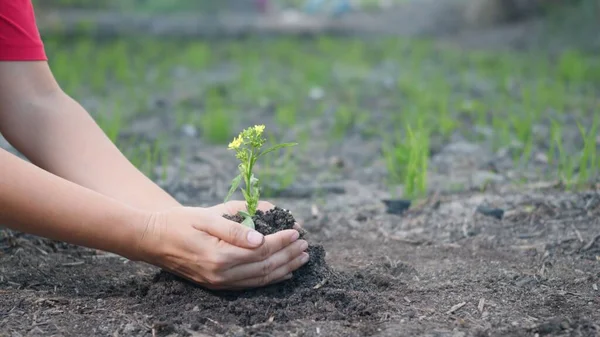 女人手牵着手在花园里种树 雌性在早上用手种植小树 森林环境生态 地球日和新生命的概念 慢动作 — 图库照片