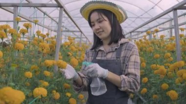 Genç kadın çiftçi sisli sprey suyu kullanarak bahçe bahçesinde çiçek açan sarı çiçeğe, kadife çiçeği bahçeciliğine, bahçe konseptine çalışıyor.