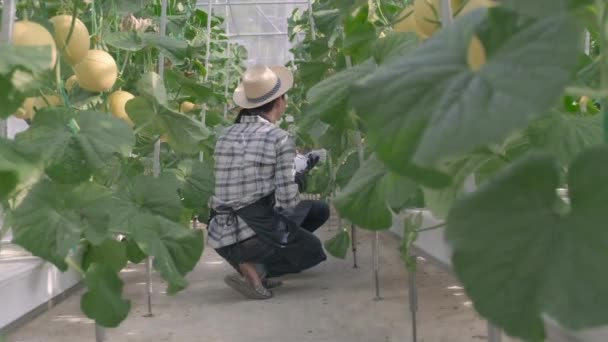 Jóvenes Agricultores Pareja Revisando Melón Melón Granja Mujer Hombre Comprobar — Vídeos de Stock