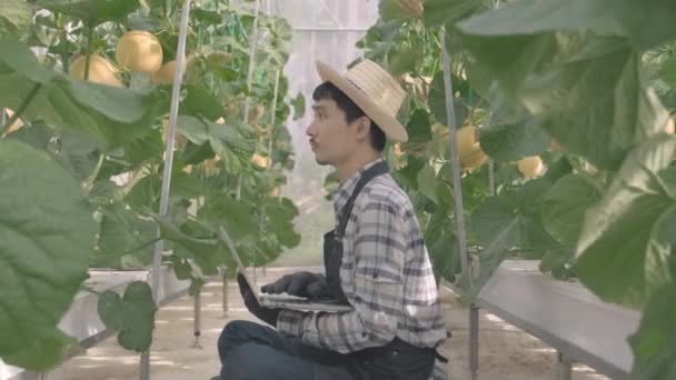 Молодой Человек Фермер Проверяет Качество Выращиваемой Дыни Записывает Ноутбук Оранжерее — стоковое видео