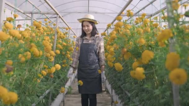 Beautiful Young Woman Farmer Working She Walking Checking Yellow Flower — Stock Video