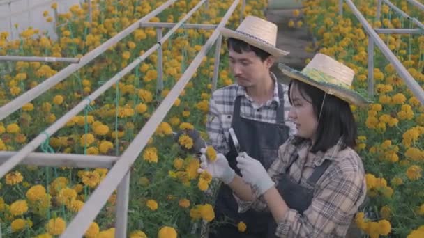 Молодой Фермер Работающий Помощью Увеличительного Стекла Проверяет Цветение Желтого Цветка — стоковое видео