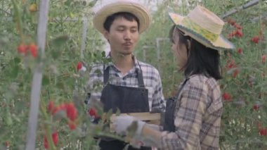 İki çiftçi kadın ve erkek organik olgun domatesleri bir çalılıktan kesiyorlar sera bahçesinde birlikte domates bahçesinde organik sebze yetiştirme konsepti.