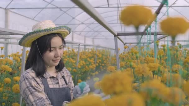 Jungbäuerin Bei Der Arbeit Mit Nebelvernebeltem Sprühwasser Zur Gelben Blütenblüte — Stockvideo