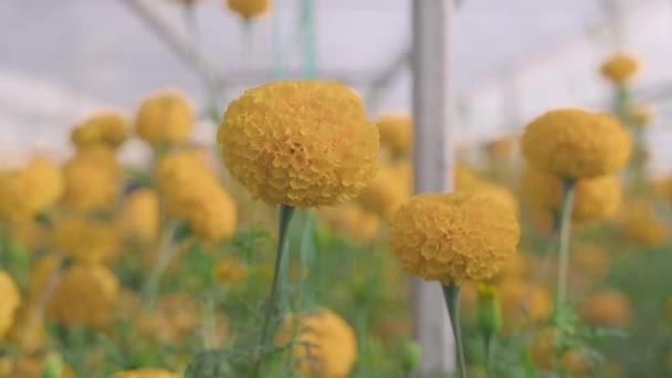 Primer Plano Hermosas Flores Caléndula Florecen Tagetes Por Mañana Jardín — Vídeos de Stock