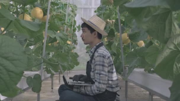 Jeune Agriculteur Agriculteur Vérifie Qualité Melon Cultivé Enregistre Ordinateur Portable — Video