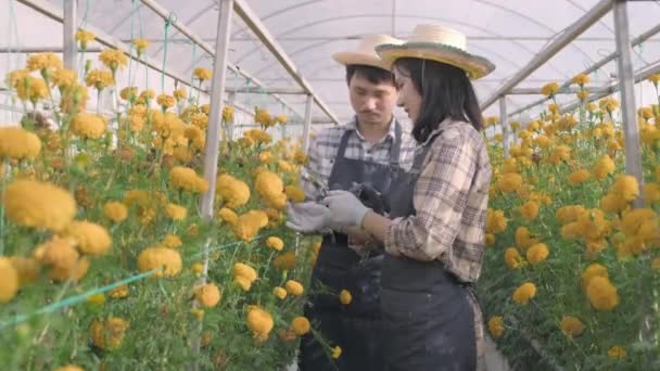 Jovem Agricultor Trabalhando Usando Lupa Verificando Flor Amarela Florescendo Gravar — Vídeo de Stock