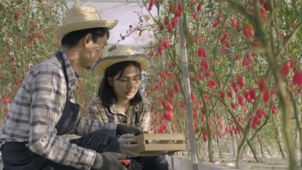 两个农民妇女和男子一起在温室花园用剪刀从灌木丛中割下有机成熟的西红柿 种植蔬菜有机农场的概念 — 图库视频影像