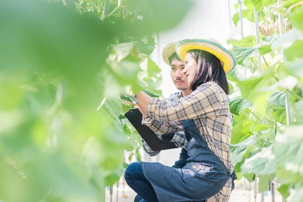 Jungbäuerinnen Überprüfen Ihre Melonenfarm Cantaloupe Frau Und Mann Prüfen Gemeinsam — Stockfoto