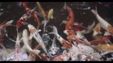 Çok renkli gölet balıkları, çok güzel Koi sazan balığı manzarası. Japon balıkları suda yüzüyor.