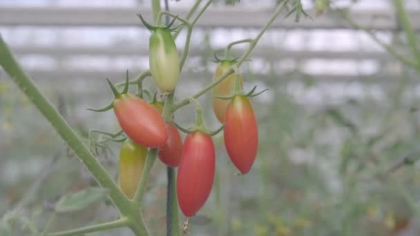 温室の庭で育つ美しい熟したトマトの植物 トマトの園芸野菜有機農場の概念 — ストック動画