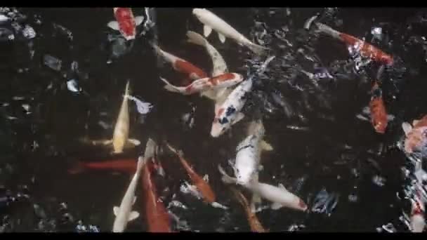 Bunte Teichfische Blick Von Oben Auf Schöne Koi Karpfen Fische — Stockvideo