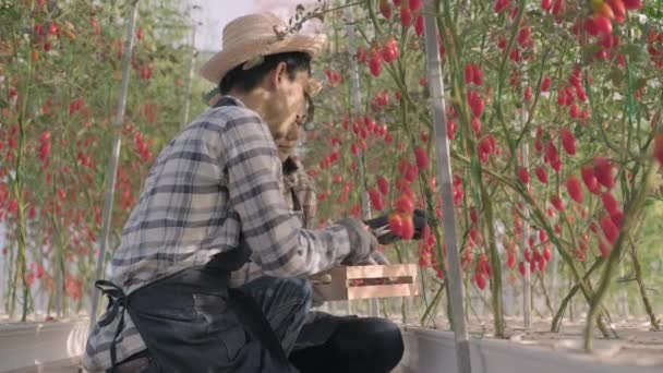 Dwie Rolniczki Mężczyzna Wycinający Organiczne Dojrzałe Pomidory Krzaka Nożyczkami Razem — Wideo stockowe