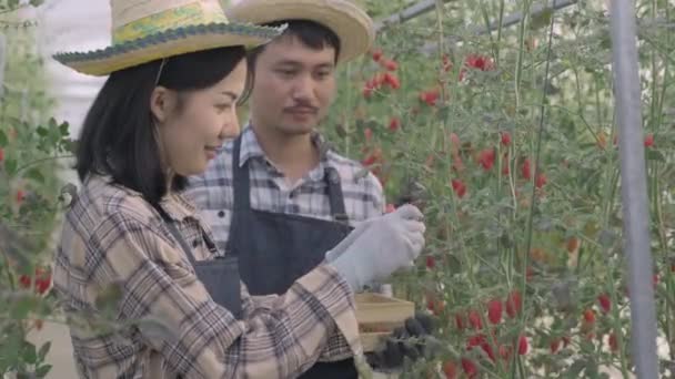 Dwie Rolniczki Mężczyzna Wycinający Organiczne Dojrzałe Pomidory Krzaka Nożyczkami Razem — Wideo stockowe