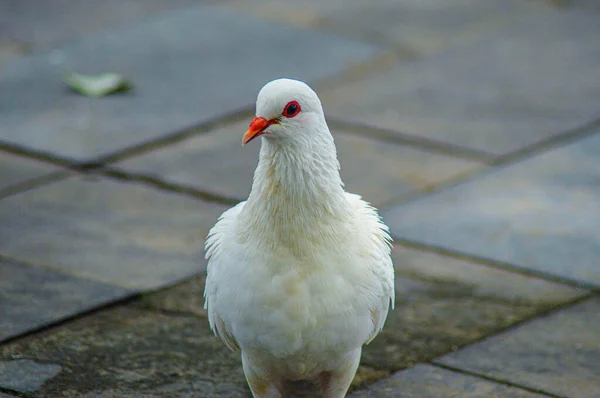 Bellissimo Piccione Bianco Piedi Solo — Foto Stock