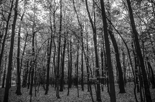 Kontrastreicher Herbstwald — Stockfoto