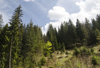 Yaz aylarında dağ orman