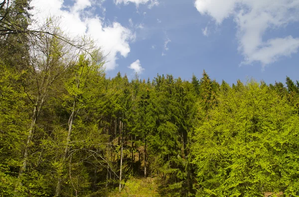 Forêt verte d'été — Photo