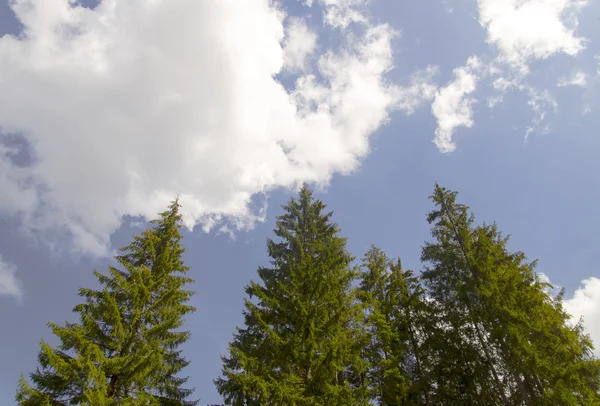 高高的森林树木进入天空 — 图库照片