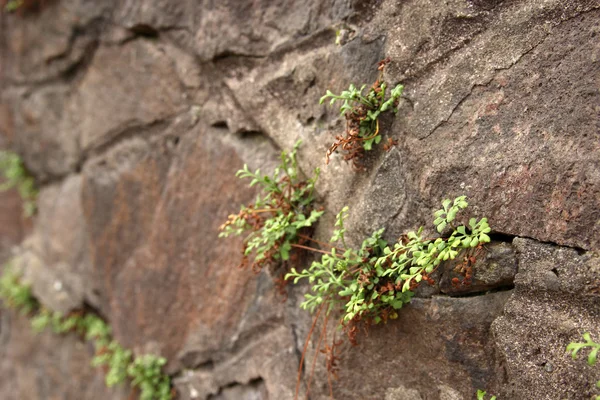 Grönt gräs kommer ur en sten berg-vägg — Stockfoto