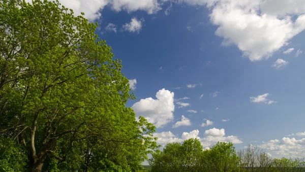 绿树和白云 — 图库照片