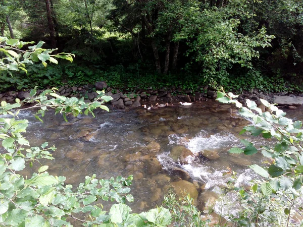 Gebirgsfluss im Wald — Stockfoto