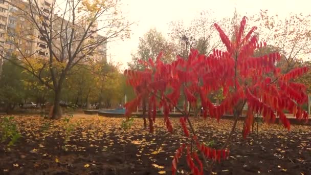 Kırmızı ağaç ve sonbahar video arkaplanı, doğal 4K görüntü — Stok video