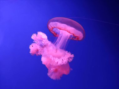 Büyük pembe denizanası görünümü arka plan, deniz fotoğrafçılığı, deniz doğası güzel yaratıklar.