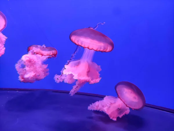 Pembe Denizanası Arka Planı Deniz Fotoğrafçılığı Deniz Doğası Güzel Yaratıklar — Stok fotoğraf
