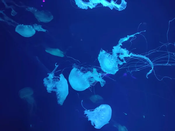 Blue Jellyfish Background Marine Photography Sea Nature Beautiful Creatures — 스톡 사진