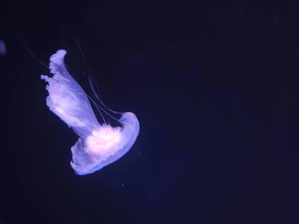 Mavi Denizanası Görünümü Arka Plan Deniz Fotoğrafçılığı Deniz Doğası Güzel — Stok fotoğraf