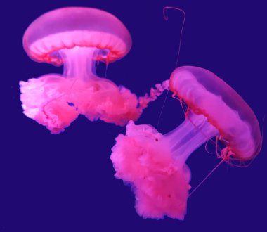 Güzel pembe denizanası görüntüsü mavi su arka planında izole edilmiş, deniz fotoğrafçılığı, deniz doğası güzel yaratıklar, medusa