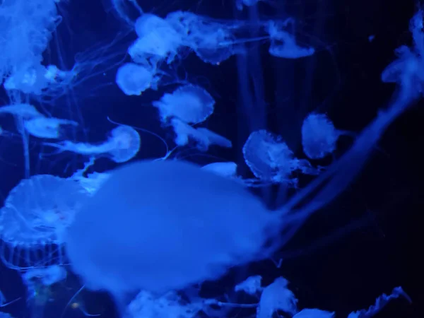 Bulanık Denizanası Görünümü Arka Plan Deniz Fotoğrafı Deniz Doğası Güzel — Stok fotoğraf
