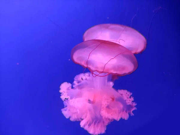 해파리 매크로는 추상적 바다의 아름다운 생물들을 바라본다 — 스톡 사진