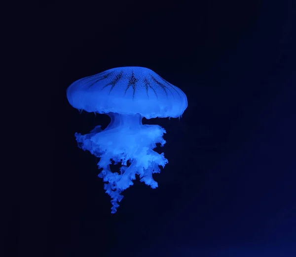 Bela Vista Macro Medusa Azul Isolado Sobre Fundo Água Azul — Fotografia de Stock