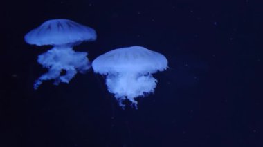 Güzel mavi denizanası 4K video görüntüleri, mavi su arka planı, deniz videosu, deniz doğası güzel yaratıklar, medusa