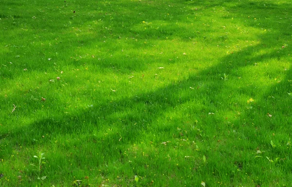 Green grass — Stock Photo, Image