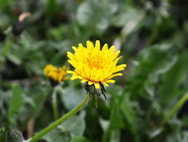 Yellow dandelion flower — Stock Photo, Image