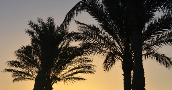Palm rosnących kontury — Zdjęcie stockowe