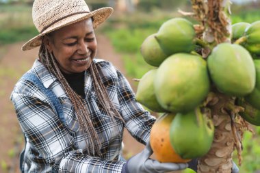 Kırsalda çalışan kıdemli Afrikalı çiftçi organik papaya meyveleri topluyor.