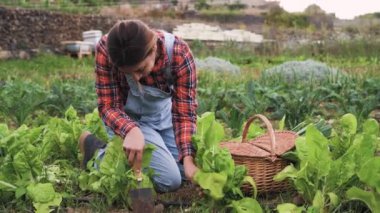 Kırsal kesimde çalışan Latin kadın çiftçi marul hasat ediyor - Çiftlik halkı yaşam tarzı konsepti 