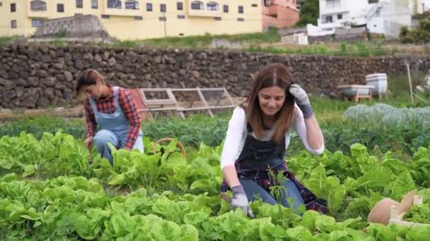 Mujeres Agricultoras Maduras Que Trabajan Campo Cosechando Lechuga Concepto Estilo — Vídeos de Stock